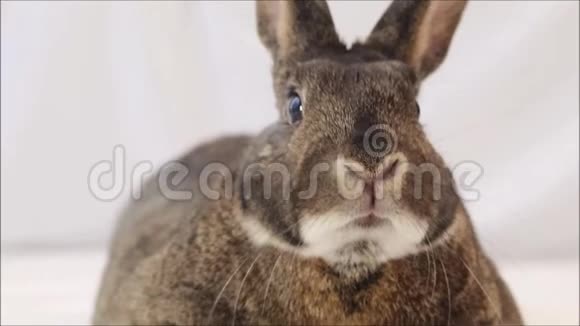 小灰兔扭鼻子特写素色背景视频的预览图