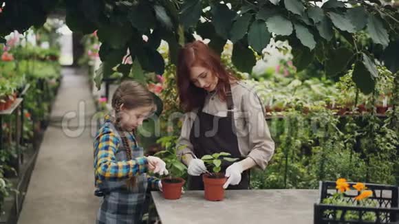 一个认真的孩子正在温室里帮母亲翻土照料绿色植物并和她父母交谈视频的预览图
