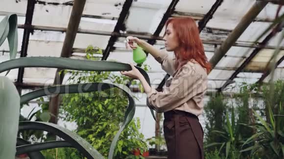 漂亮的女园丁穿着围裙在温室内用喷雾器冲洗大型常绿植物的叶子职业视频的预览图