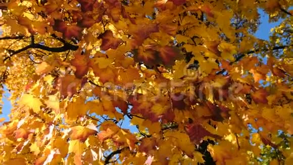 黄色美丽的秋叶蓬松的枫树在中午的风中静静地摇摆视频的预览图