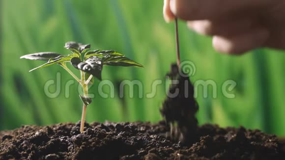 小心地把小植物放到土壤里视频的预览图