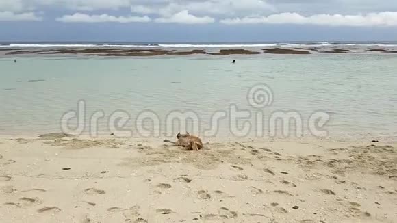 黄金拉布拉多犬躺在沙滩上在沙滩上嬉戏视频的预览图