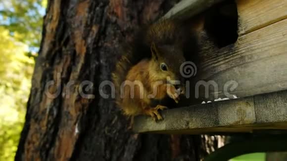 有趣又可爱的松鼠特写用爪子咬坚果坐在森林的一棵树上在船尾视频的预览图