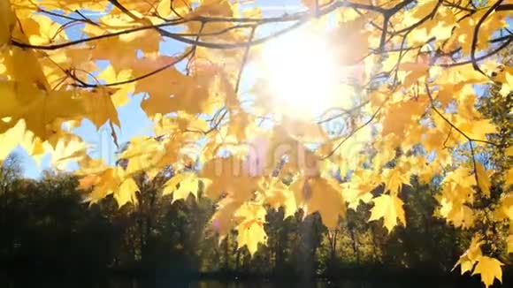 阳光透过黄色的枫叶照进湖面视频的预览图