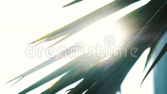 棕榈枝在风中摇曳阳光透过奇异的植物视频的预览图