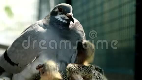 信鸽在家阁楼喂养两个新生婴儿视频的预览图