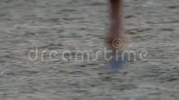 马踏在沙滩上视频的预览图