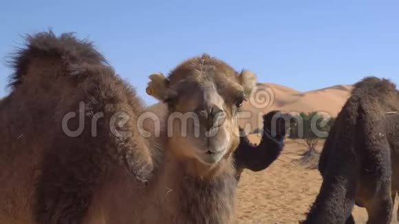 在沙漠里骆驼用干草和碎草来吃小麦背景是沙丘视频的预览图