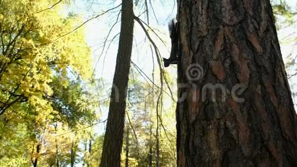 黑松鼠跑开树干镜头移动视频的预览图