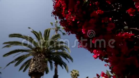 一棵树上的红花视频的预览图