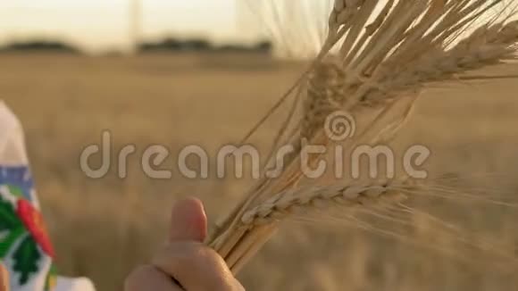慢动作特写美丽的女人手握麦穗在清晨的田野里对待它视频的预览图
