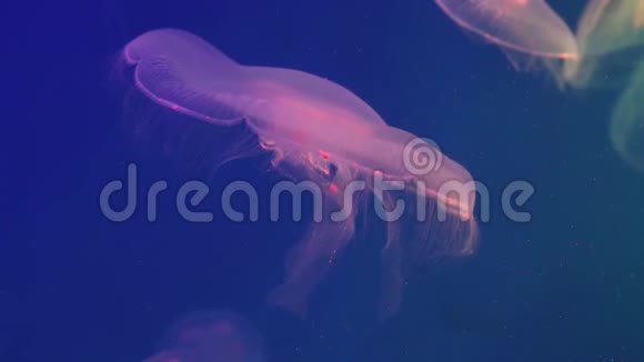 一只透明的水母漂浮在水族馆里视频的预览图