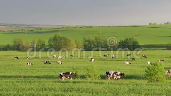 在夏天的绿田里放牧的牛群4K视频的预览图