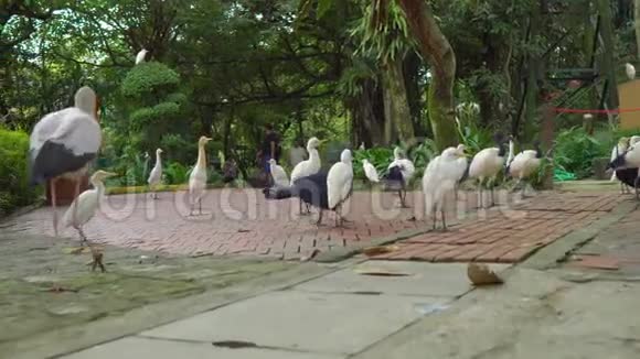 一个热带鸟类公园里有很多不同的鸟视频的预览图