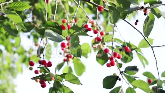 天然新鲜樱桃挂在樱桃树的树枝上水果食品视频的预览图