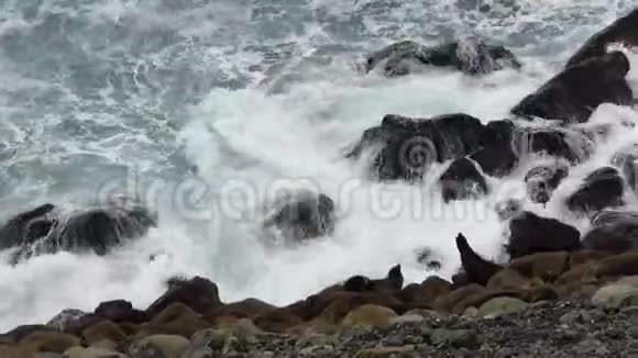 风暴中海岸的海豹视频的预览图