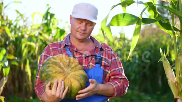 穿着格子衬衫和帽子的男农手里拿着一个大南瓜在花园田野里收集不同的蔬菜视频的预览图