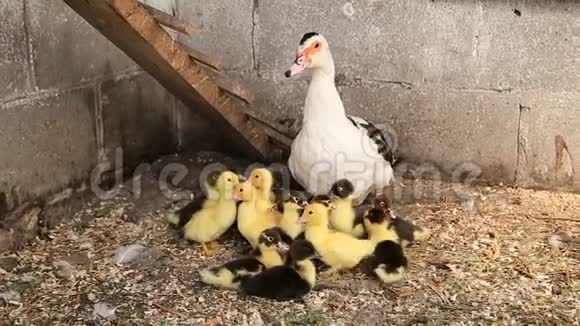 鸭子妈妈和她的小鸭子视频的预览图