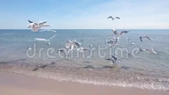 海鸥飞过水面觅食视频的预览图