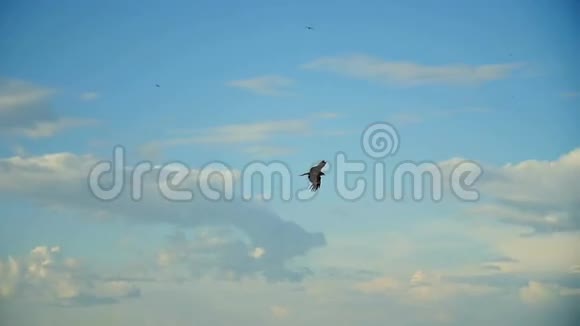鹰在天空中飞翔视频的预览图