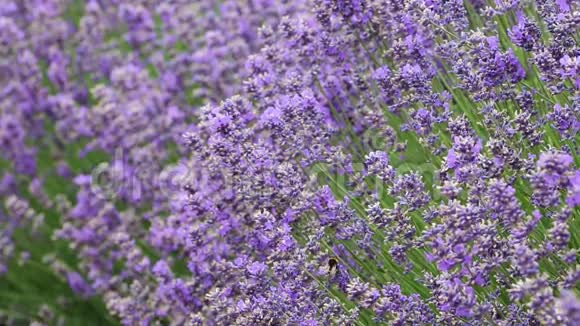 薰衣草上的蜜蜂视频的预览图
