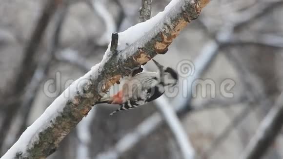 桦树上的啄木鸟视频的预览图