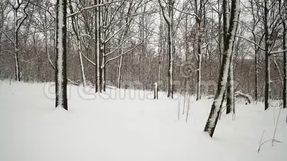 森林中白雪覆盖的树木视频的预览图