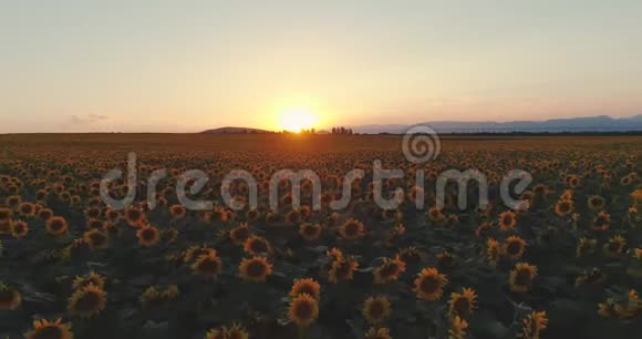 夕阳覆盖着盛开的向日葵在多云的天空下美丽的夏季景观农业视频的预览图