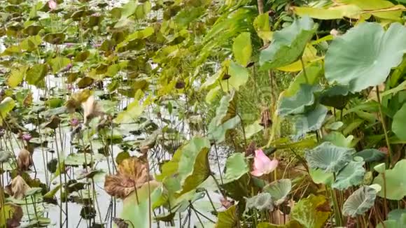 从上面的绿色黄色荷叶上的高茎和种子在阴郁的水湖池塘或沼泽兄弟的象征异国情调视频的预览图