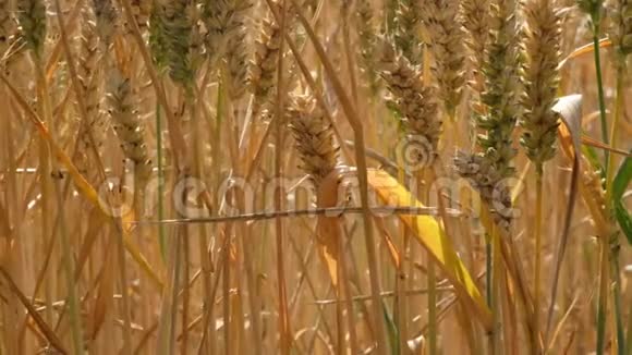 小麦在田间成熟视频的预览图
