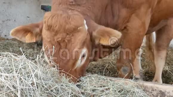 一只红棕色的利穆辛公牛站在巢穴里吃干草生态耕作概念视频的预览图