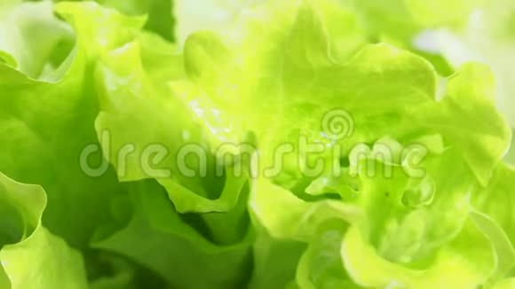 新鲜的绿生菜叶旋转紧密视频的预览图