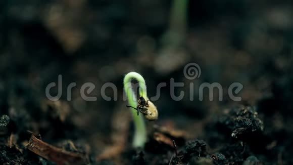 小植物生长极端宏观自然拍摄新的生活春天的时光流逝进化概念视频的预览图