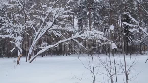 多云天冬季公园降雪视频的预览图