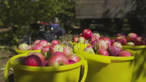 收获苹果熟果收在桶里视频的预览图