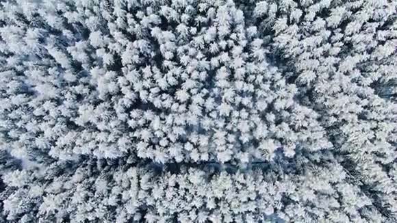 冬季背景高杉树的俯视图动作森林中白雪皑皑的森林美景深处视频的预览图
