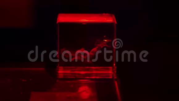 激光打标机3D型玻璃蚀刻视频的预览图