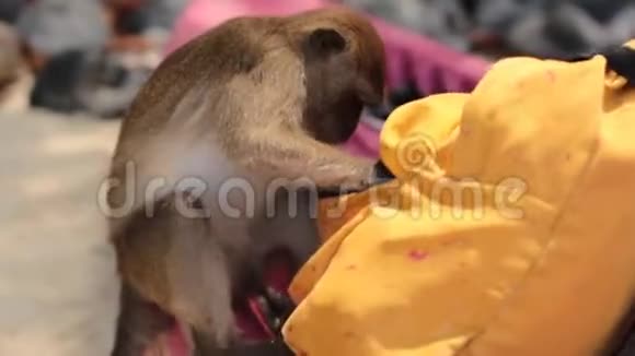 一只猴子正试图打开背包偷东西视频的预览图