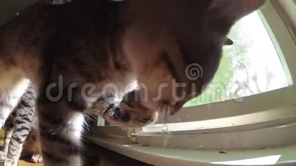 猫在舔爪子视频的预览图