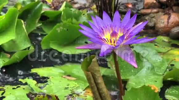 紫莲花在池塘里有绿叶视频的预览图
