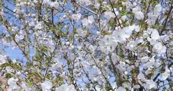 樱花白苹果树开花细节特写视频的预览图