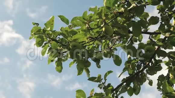 美丽的苹果在蓝天上成熟树枝上的绿苹果有机水果农业视频的预览图