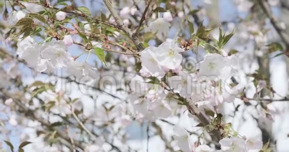 樱花白苹果树开花细节特写视频的预览图