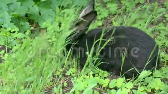 黑兔在花园里找食物视频的预览图