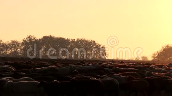 日落的羊群视频的预览图
