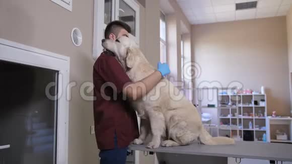 医生在手术前安慰狗病人视频的预览图