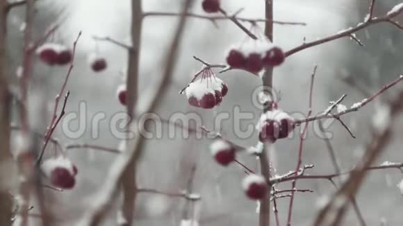 在一片冬天的森林里雪覆盖着成群的罗旺浆果视频的预览图