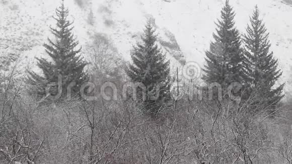 在森林和山脉的背景下降雪视频的预览图