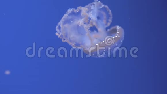 白色斑点水母游泳视频的预览图