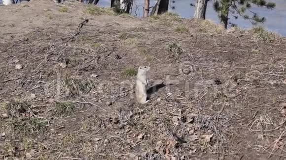 地鼠在树叶上奔跑视频的预览图